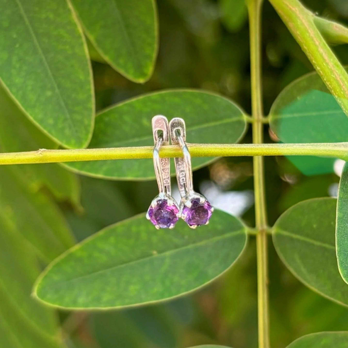 Plum Earrings