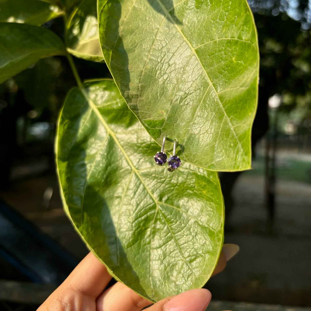 Plum Earrings